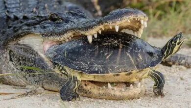 File Photo : Crocodile vs turtle Viral Video