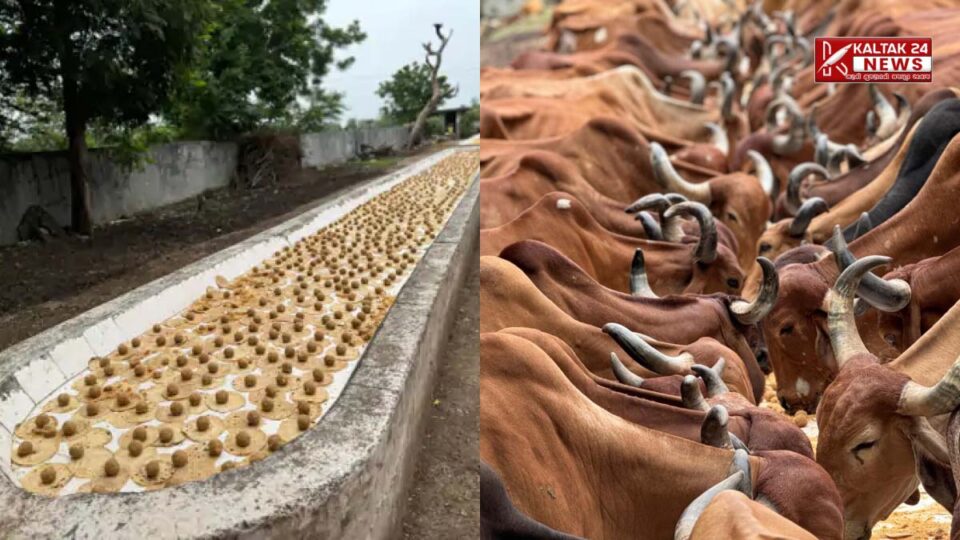 Vadodara-News-Lord-Ganesha-was-offered-laddus-3000-laddus-with-dry-fruits-and-5000-hot-rotis-were-served-to-Mother-Cow-768x432.jpg