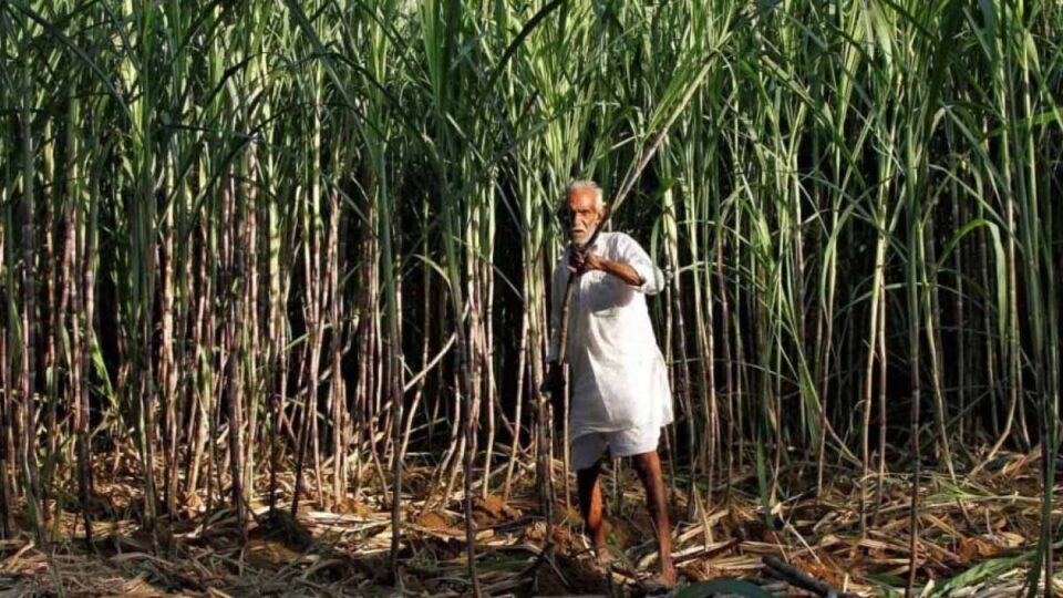 increased-economic-and-social-development-of-sugarcane-farmers-farmers-paid-more-than-rs-3391-crore-last-year-gandhinagar-news